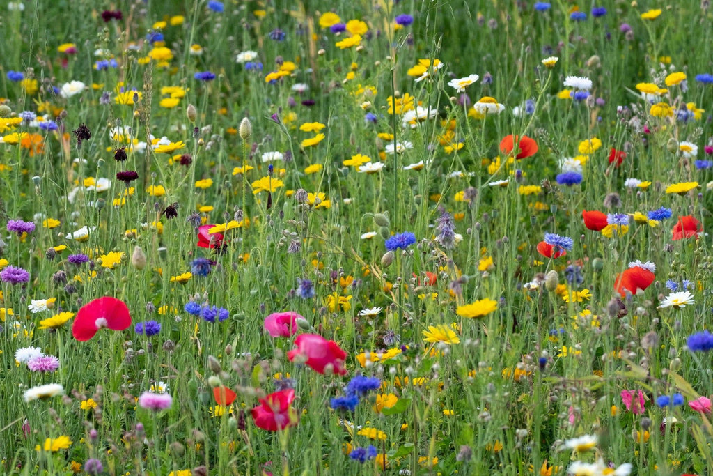 How to Plant a Wildflower Meadow