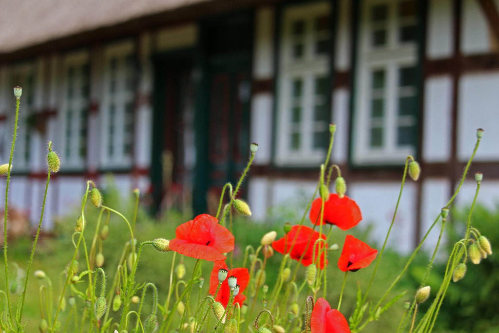 Increase the Kerb Appeal of Your Home with Wildflowers