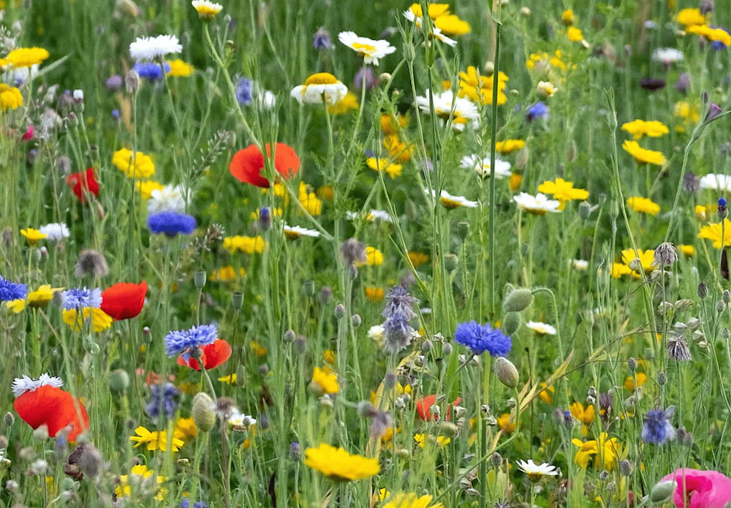 Transforming Your Grass Lawn into a Wildflower Meadow