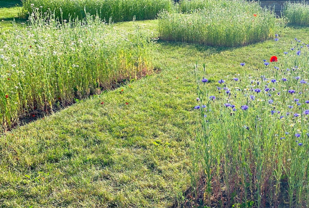 The Best Time to Plant Wildflower Seeds UK Guide