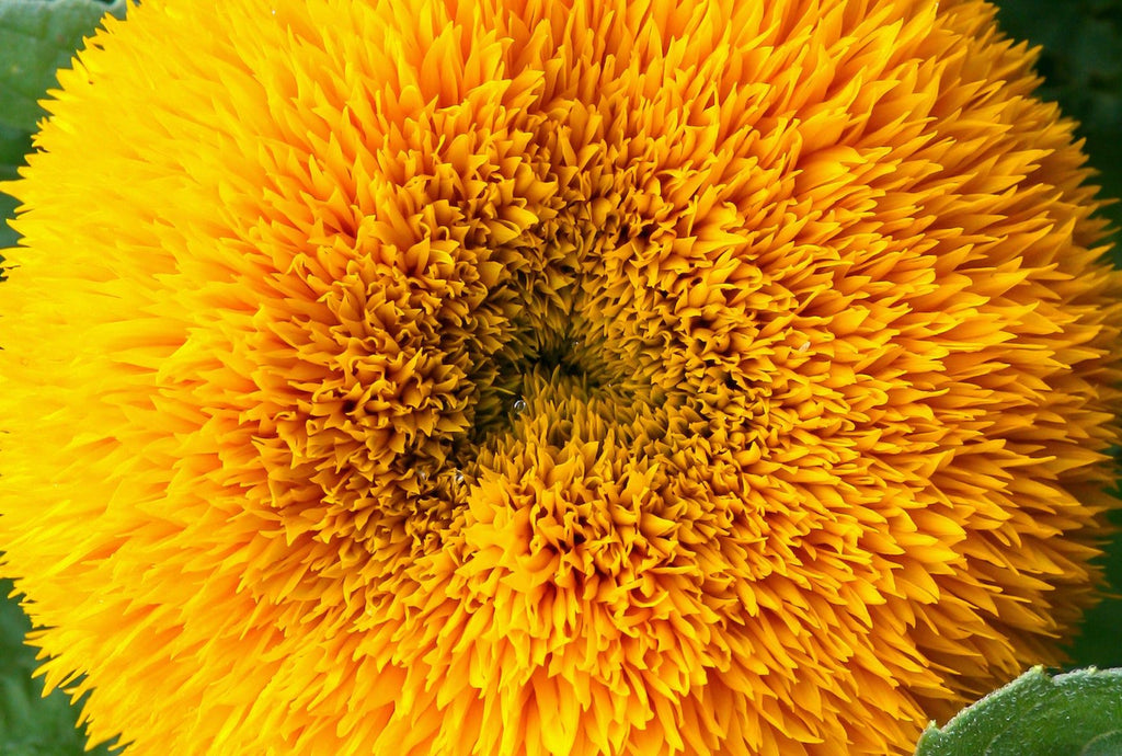 Plant Sunflower Seeds & Bring Happiness to Your Garden