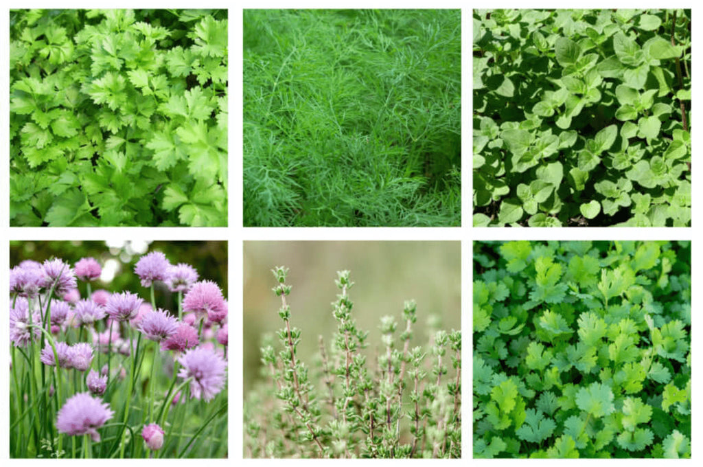 Cultivate a Herb Garden