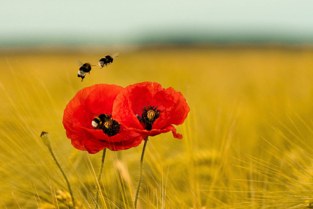 Save the Bees with Wildflower Seeds