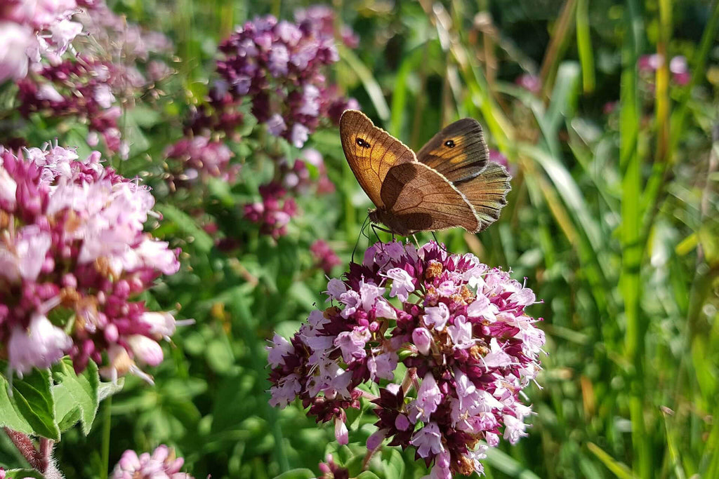 Bring Butterflies to Your Garden With Wild Marjoram