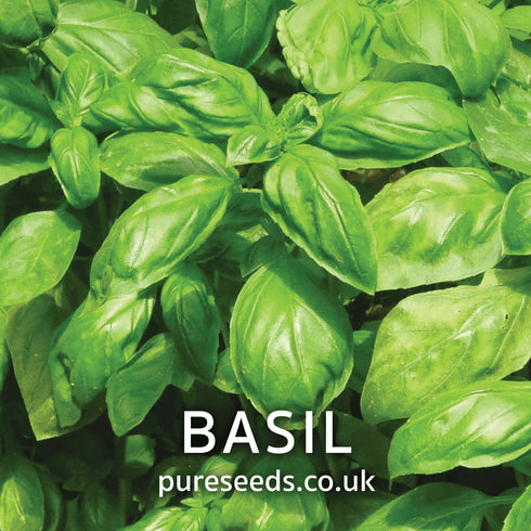 Basil Sweet Herb Seeds Plant