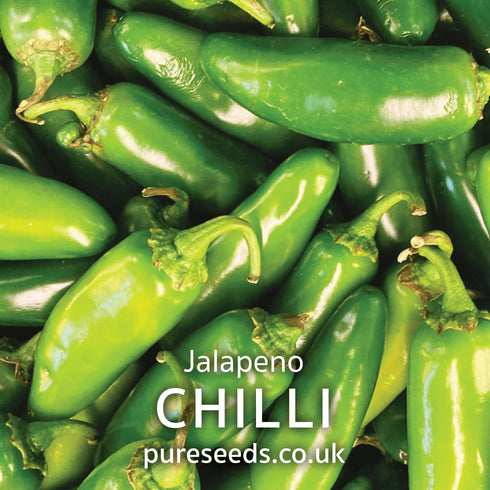 Chilli Pepper Jalapeno Seeds