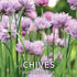 Chive Seeds