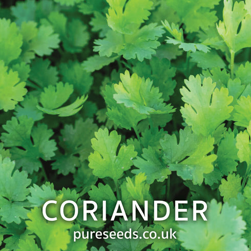 Coriander Herb Seeds