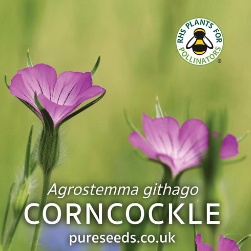 Corncockle Seeds (Agrostemma githago)