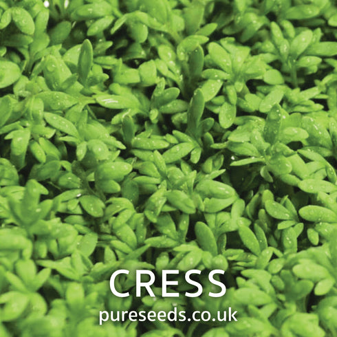 Cress Seeds