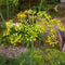 Dill Seeds (Anethum graveolens)