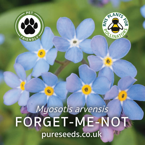 Forget-Me-Not Seeds (Myosotis arvensis)