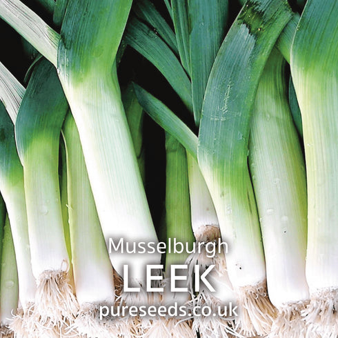 Leek Musselburgh Seeds