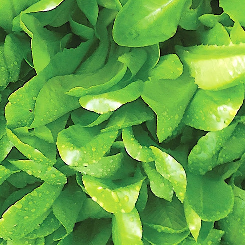 Lettuce Little Gem (Cos)