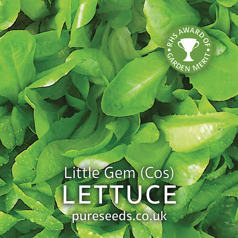 Lettuce Little Gem (Cos)