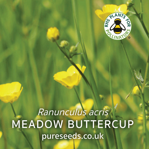 Meadow Buttercup Seeds (Ranunculus acris)