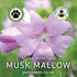 Musk Mallow Seeds (Malva moschata)