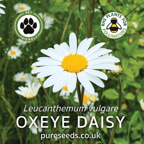 Oxeye Daisy Seeds (Leucanthemum vulgare)
