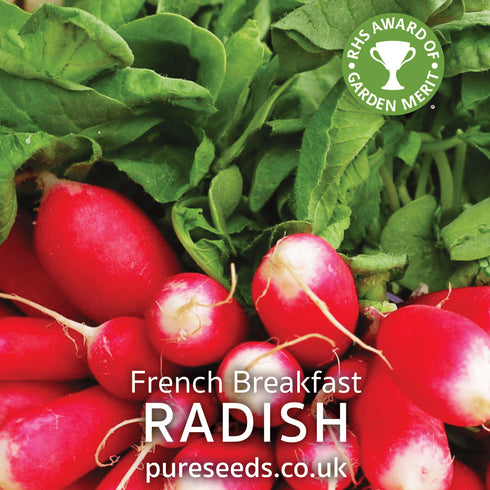 Radish French Breakfast Seeds