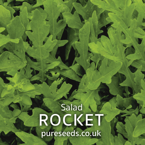 Rocket Salad Seeds (Arugula)
