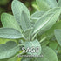 Sage Herb Seeds (Great for Xmas stuffing)