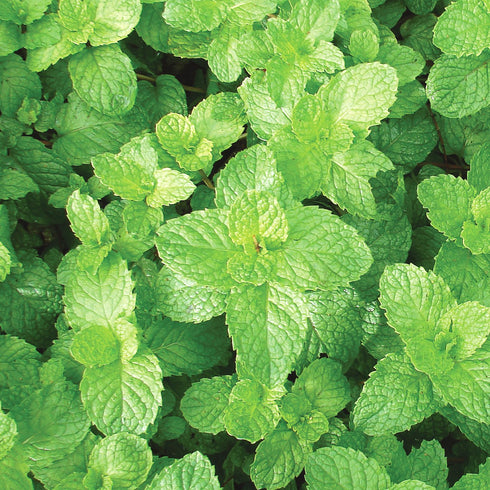 Spearmint Seeds (Mint)