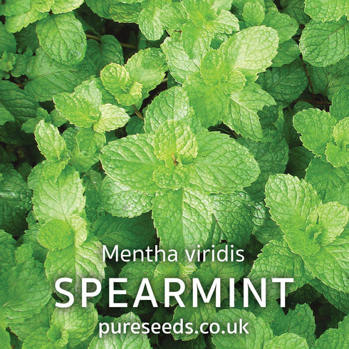 Spearmint Seeds (Mint)