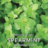 Spearmint Seeds (Mint)