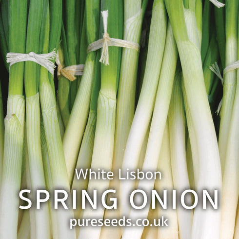 Spring Onion White Lisbon Seeds