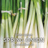 Spring Onion White Lisbon Seeds