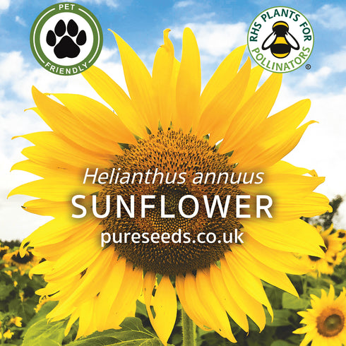 Sunflower Seeds (Bulk Wholesale)