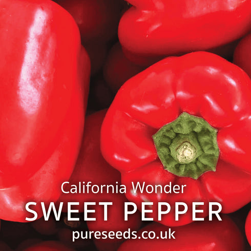 Sweet Pepper Californian Wonder Seeds