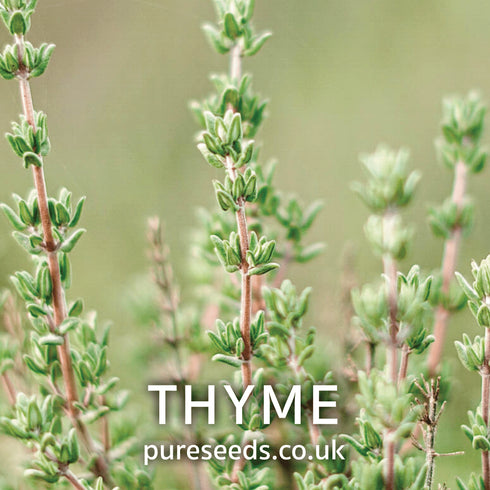 Thyme Herb Seeds