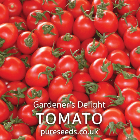 Tomato Gardener's Delight Seeds