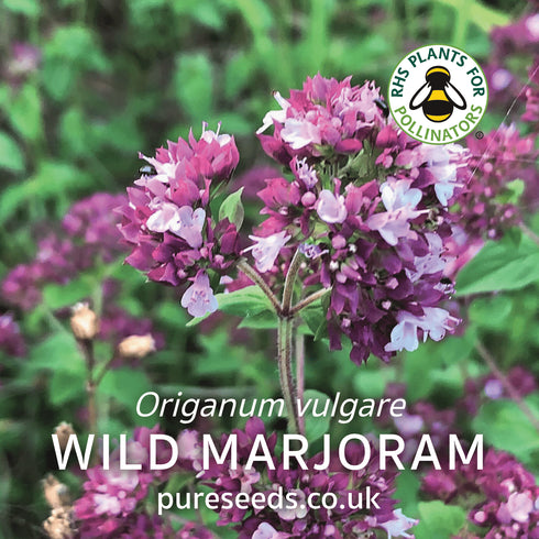 Wild Marjoram Oregano Seeds (Origanum vulgare)