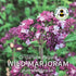 Wild Marjoram Oregano Seeds (Origanum vulgare)