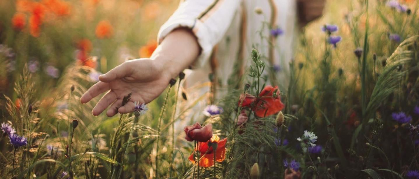 Hand touching Wildflower Meadow Seeds