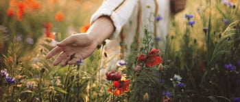 Hand touching Wildflower Meadow Seeds