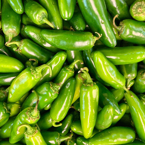 Chilli Pepper Jalapeno Seeds