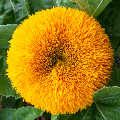 Sunflower Teddy Bear Seeds