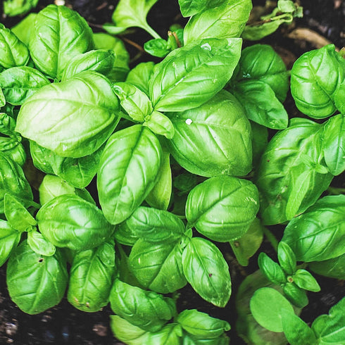 Basil Sweet Herb Seeds Plant