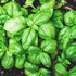Basil Sweet Herb Seeds Plant