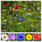 Wildflower Meadow Seed Mix - Cornfield Annuals