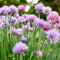 Chive Seeds