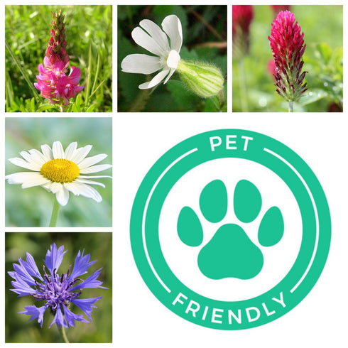 Wildflower Seed Mix : Pet Friendly & Grazing Safe