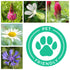 Wildflower Seed Mix : Pet Friendly & Grazing Safe