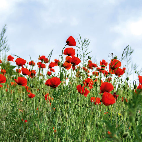 Field Poppy Seeds (Papaver rhoeas)
