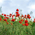 Field Poppy Seeds (Papaver rhoeas)