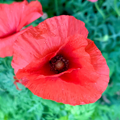 Field Poppy Seeds (Papaver rhoeas)