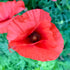 Field Poppy Seeds (Papaver rhoeas)
